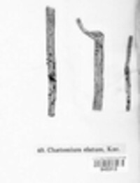 Chaetomium elatum image